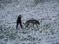 dogwalk in snow 1-16 019