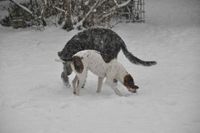 dogs in snow 1-17 004