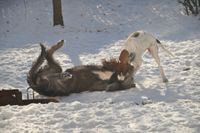 dogs in snow 1-17 065